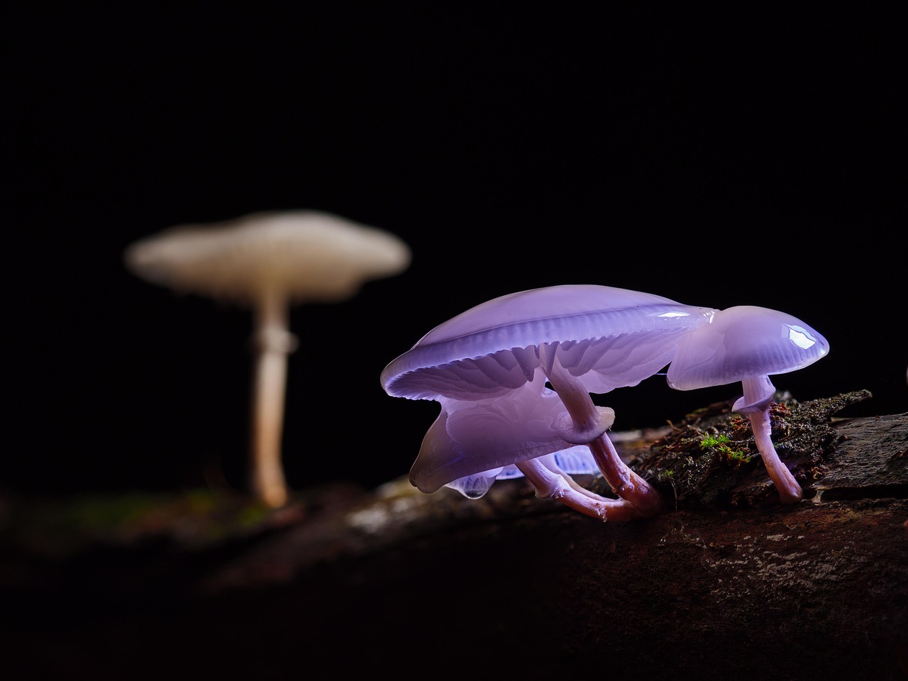 Mushroom cultivation information, how to do mushroom cultivation